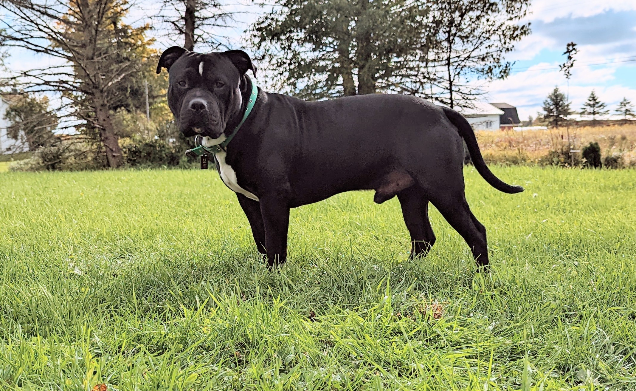 Dog Featured Image