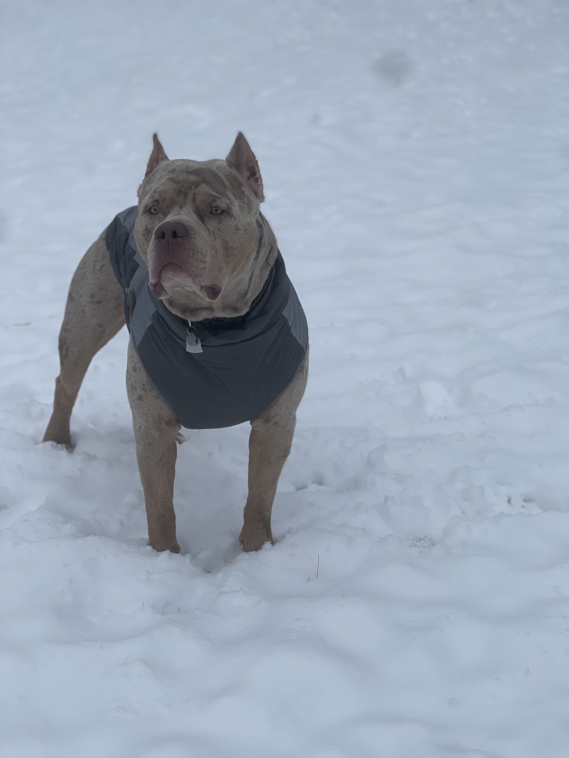 Additional Dog Image