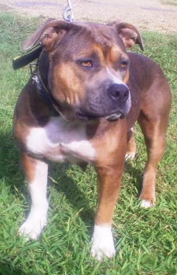 Dog Featured Image
