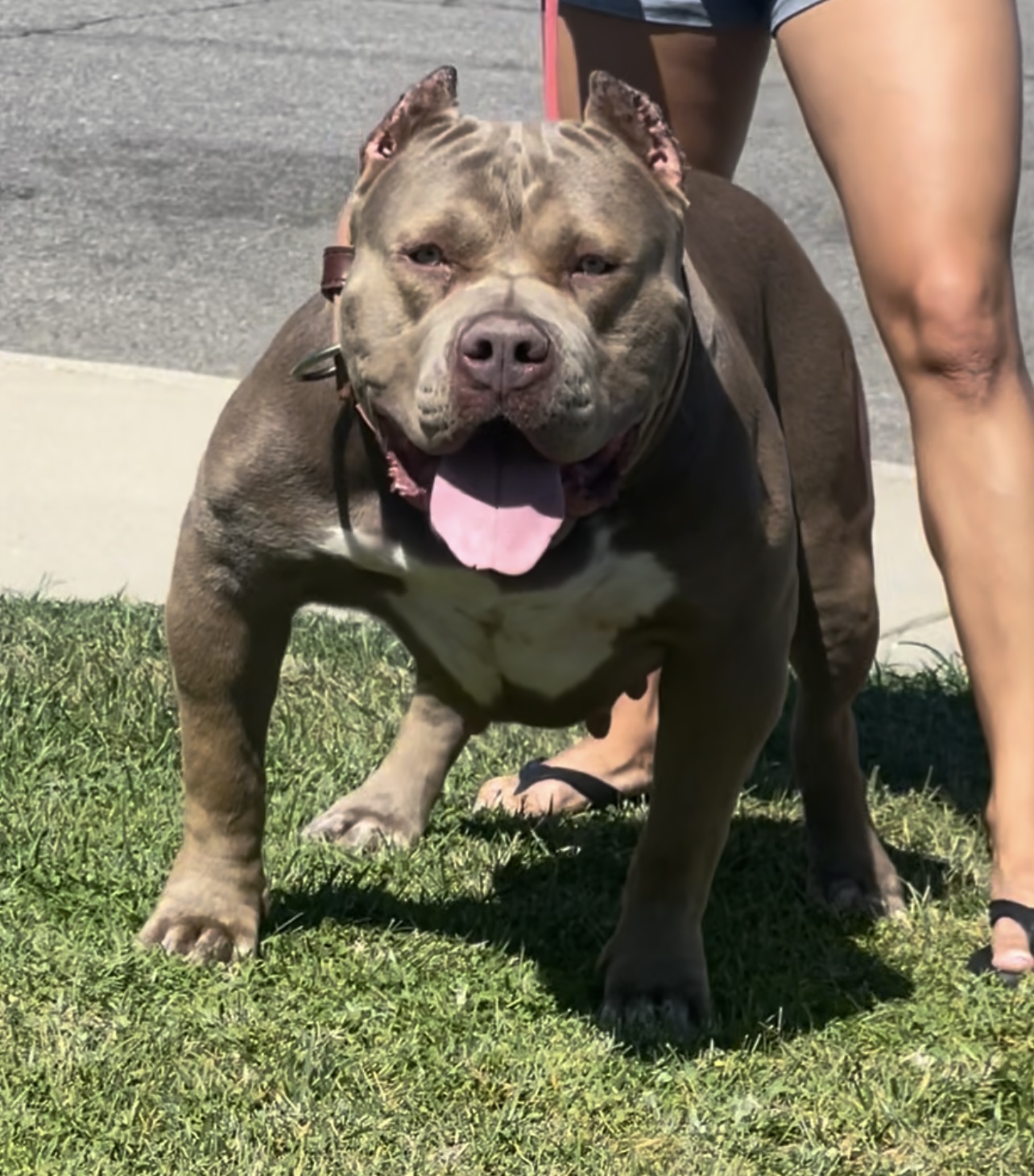 Dog Featured Image