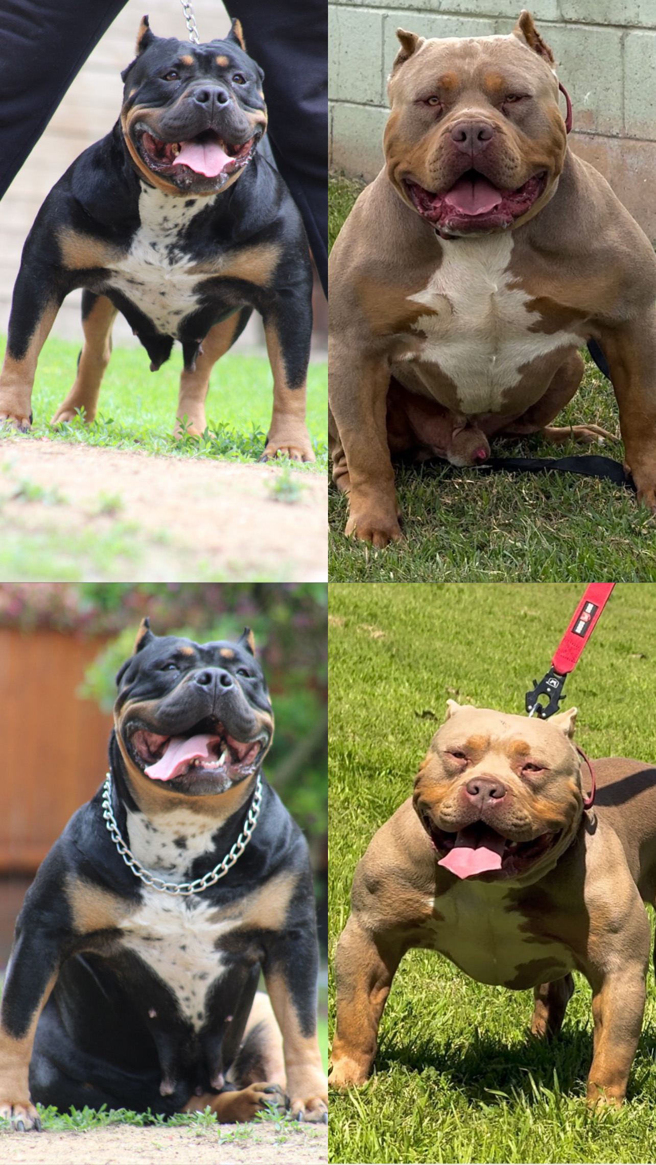Dog Featured Image