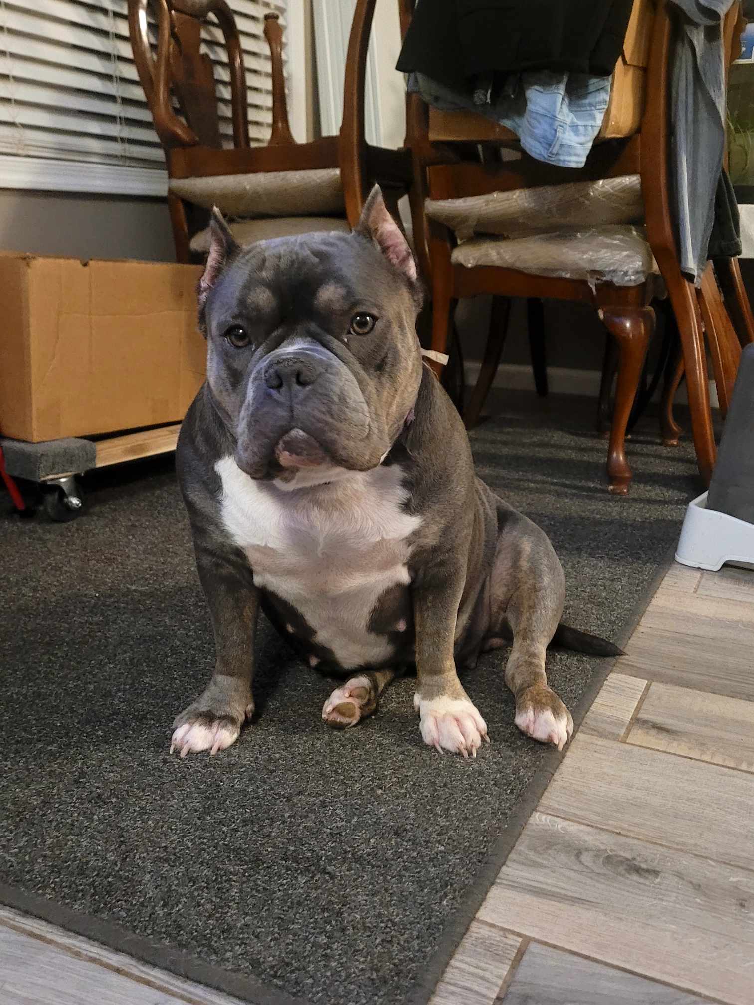 Dog Featured Image