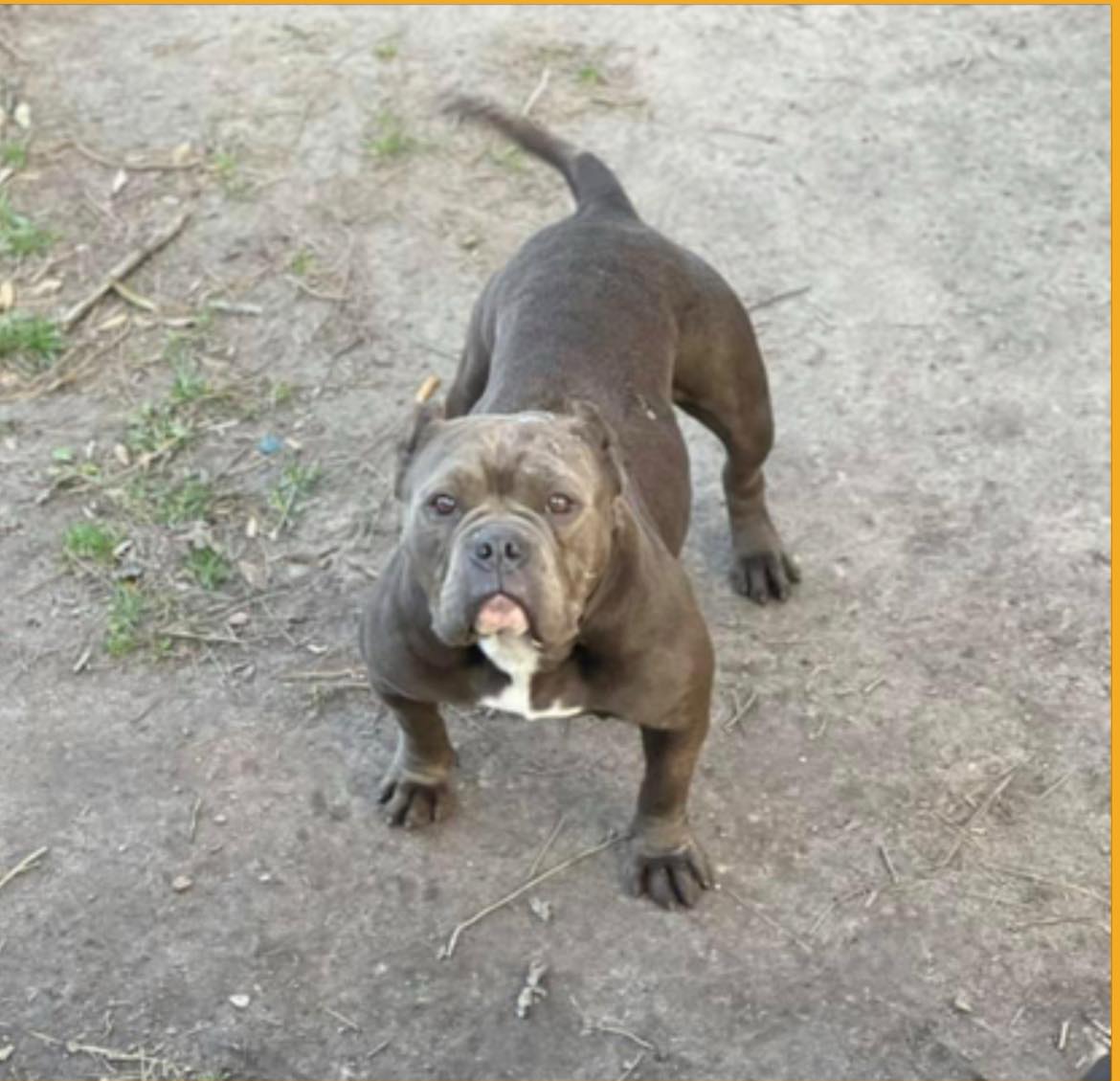 Dog Featured Image