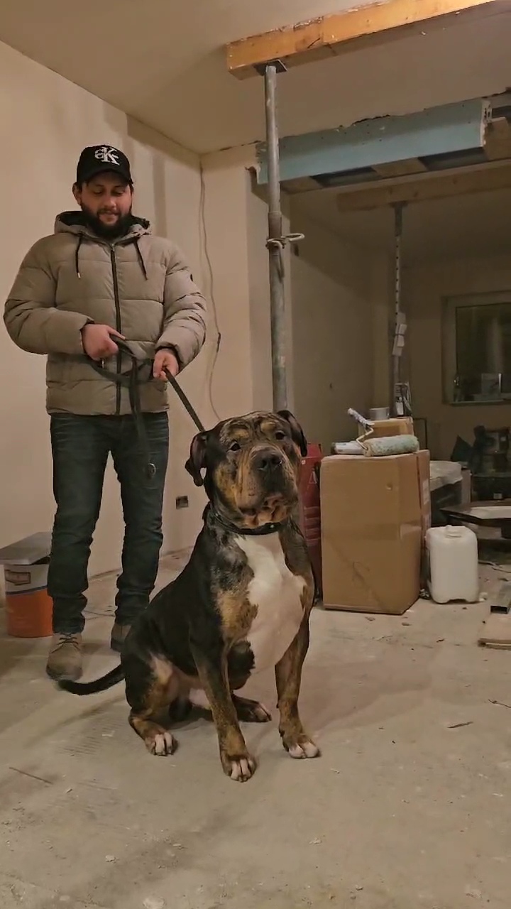 Dog Featured Image