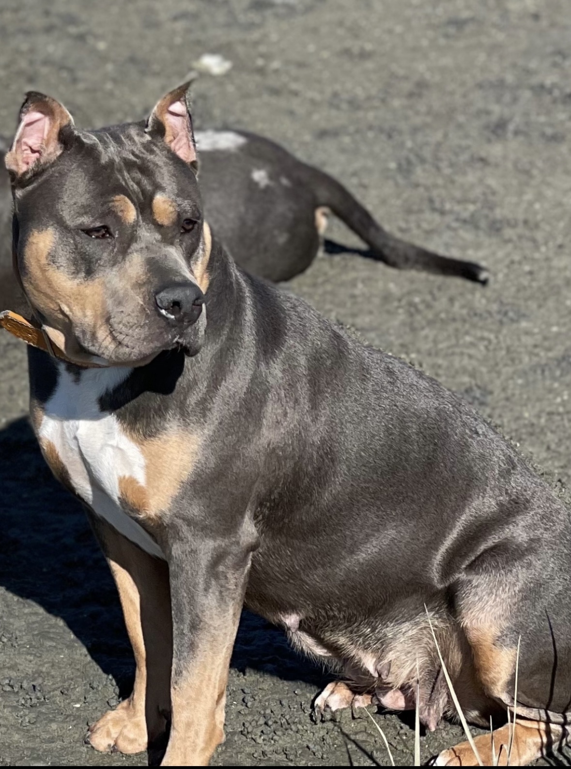 Dog Featured Image
