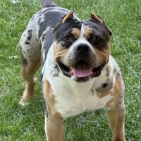 Dog Featured Image