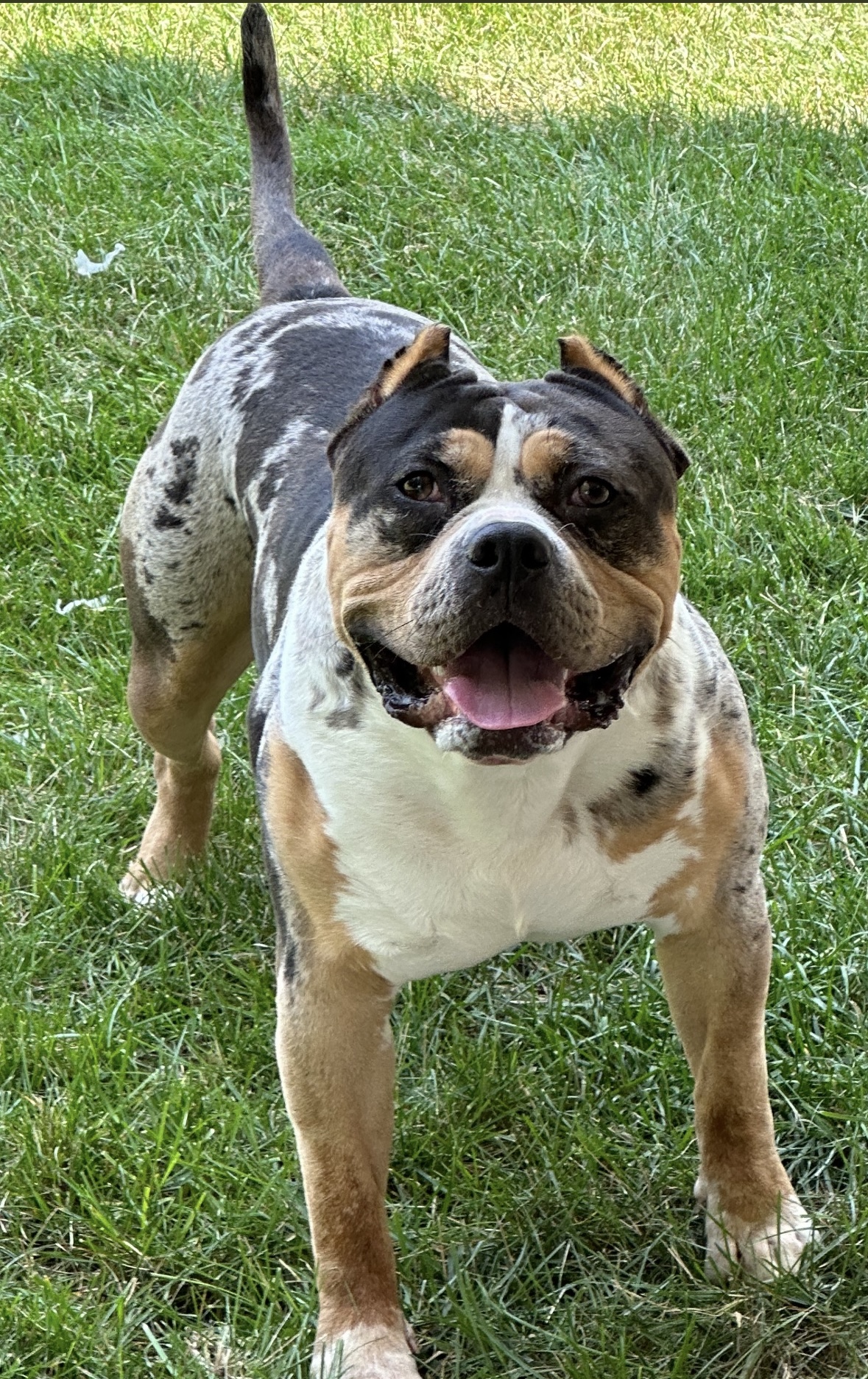 Dog Featured Image