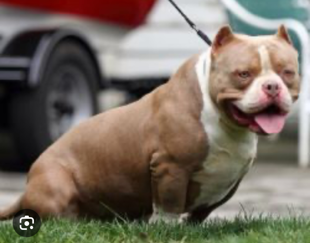 Dog Featured Image
