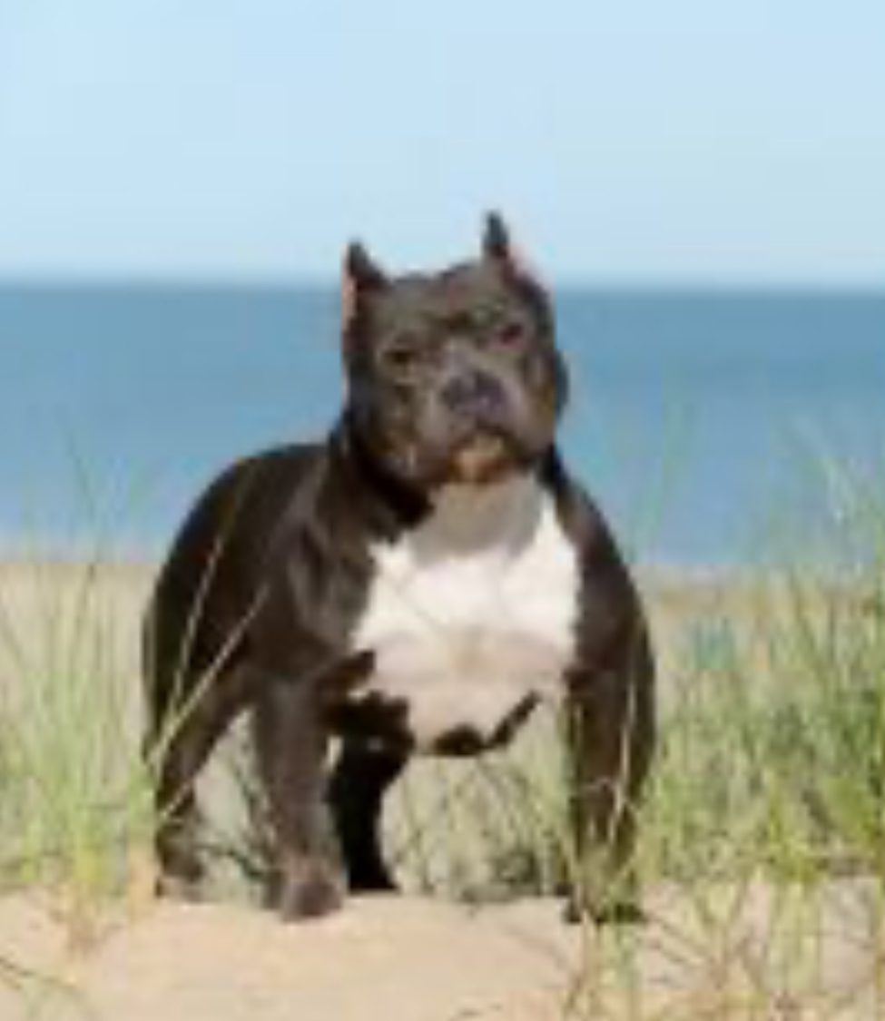 Dog Featured Image