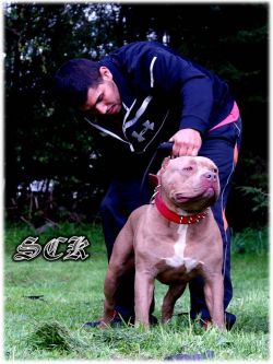 Dog Featured Image