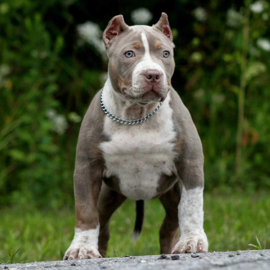 Dog Featured Image
