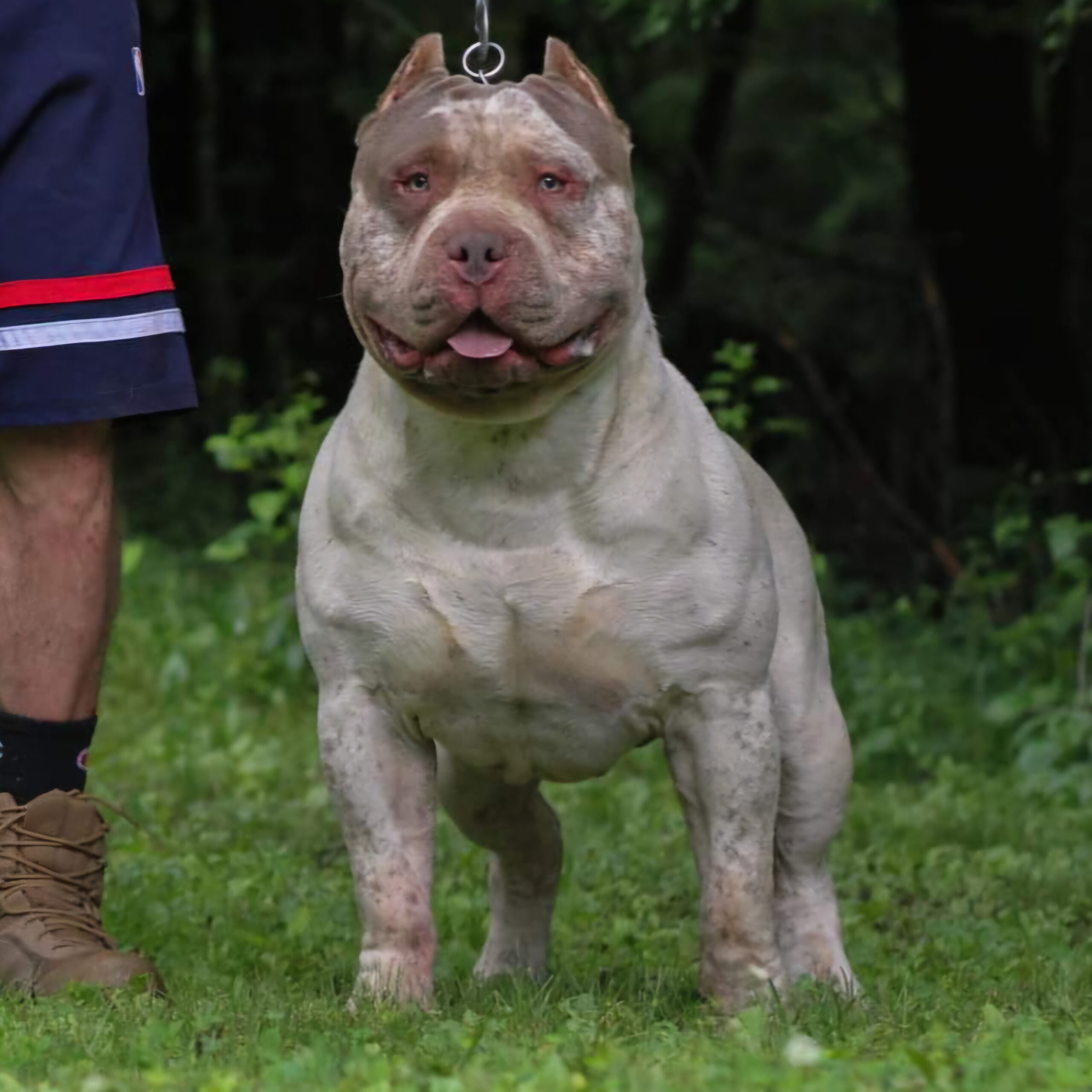 Dog Featured Image