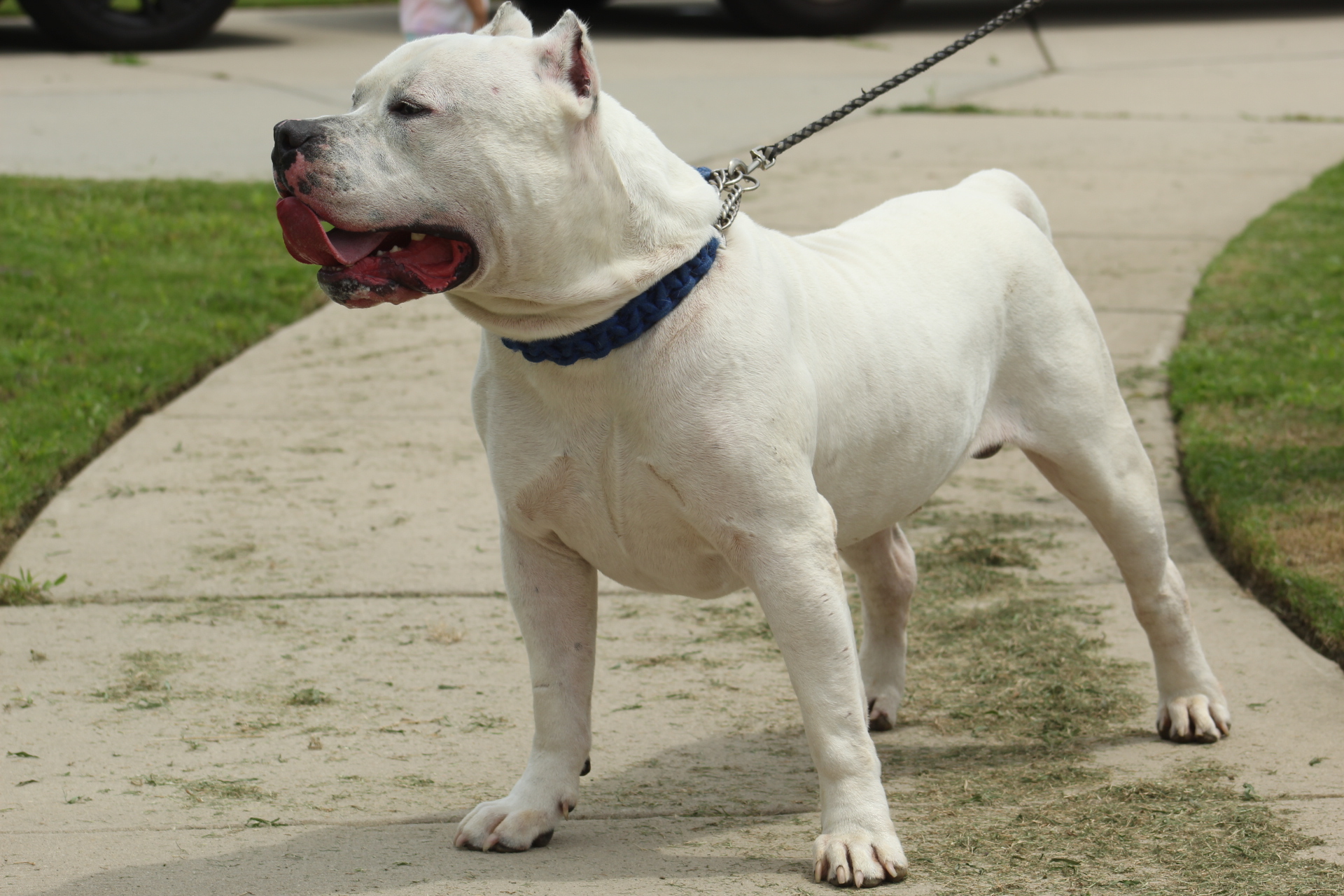 Dog Featured Image