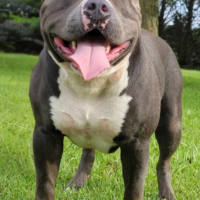 Dog Featured Image