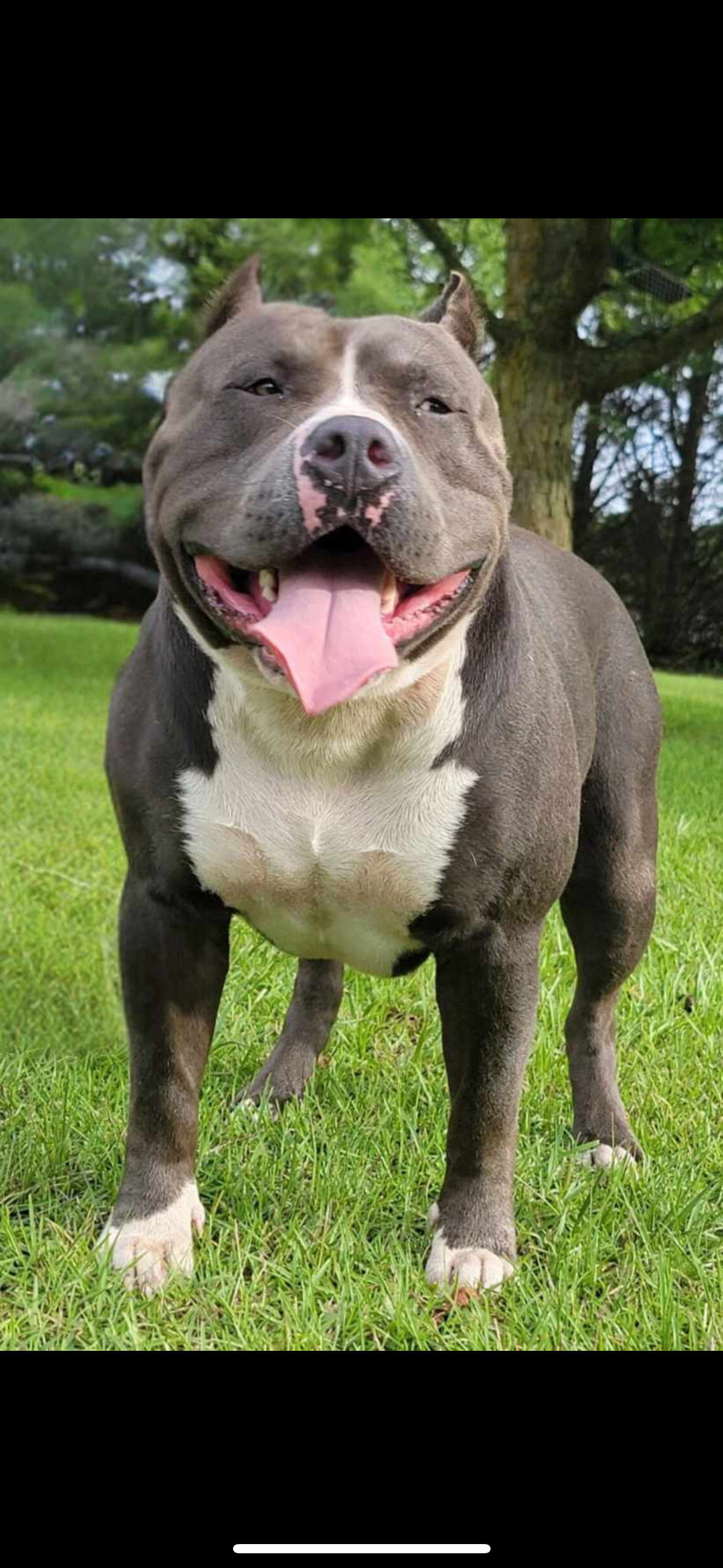 Dog Featured Image
