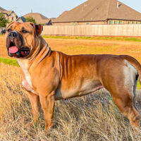Dog Featured Image