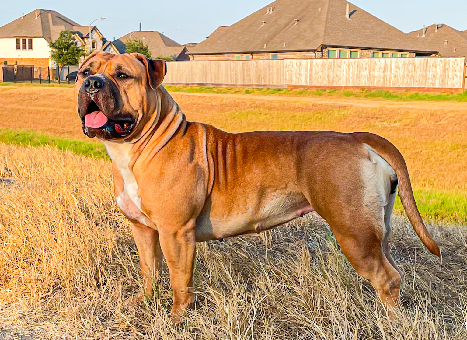 Dog Featured Image