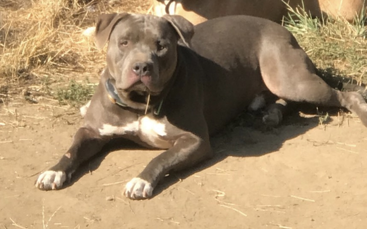Dog Featured Image