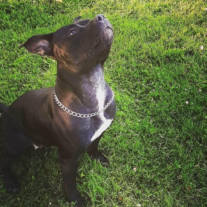 Dog Featured Image