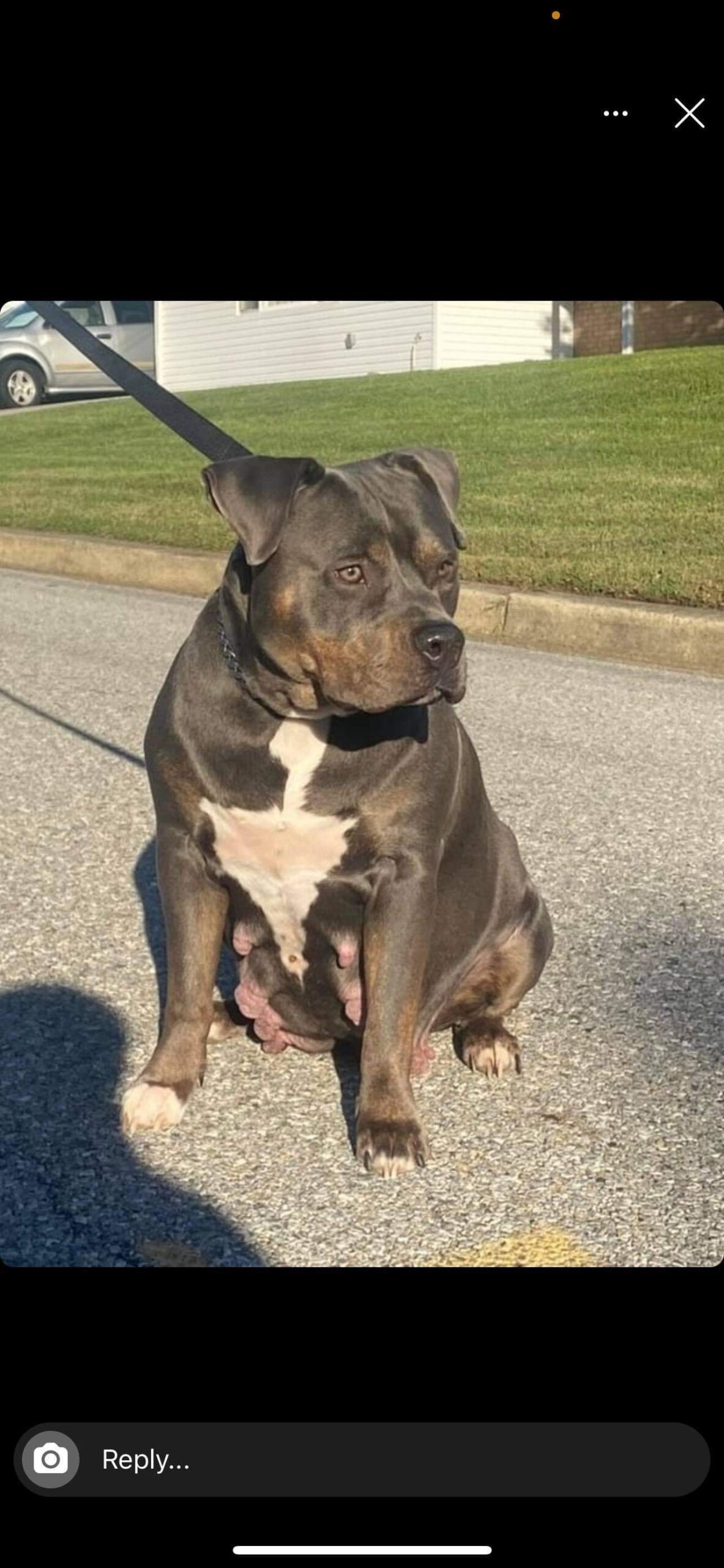 Dog Featured Image