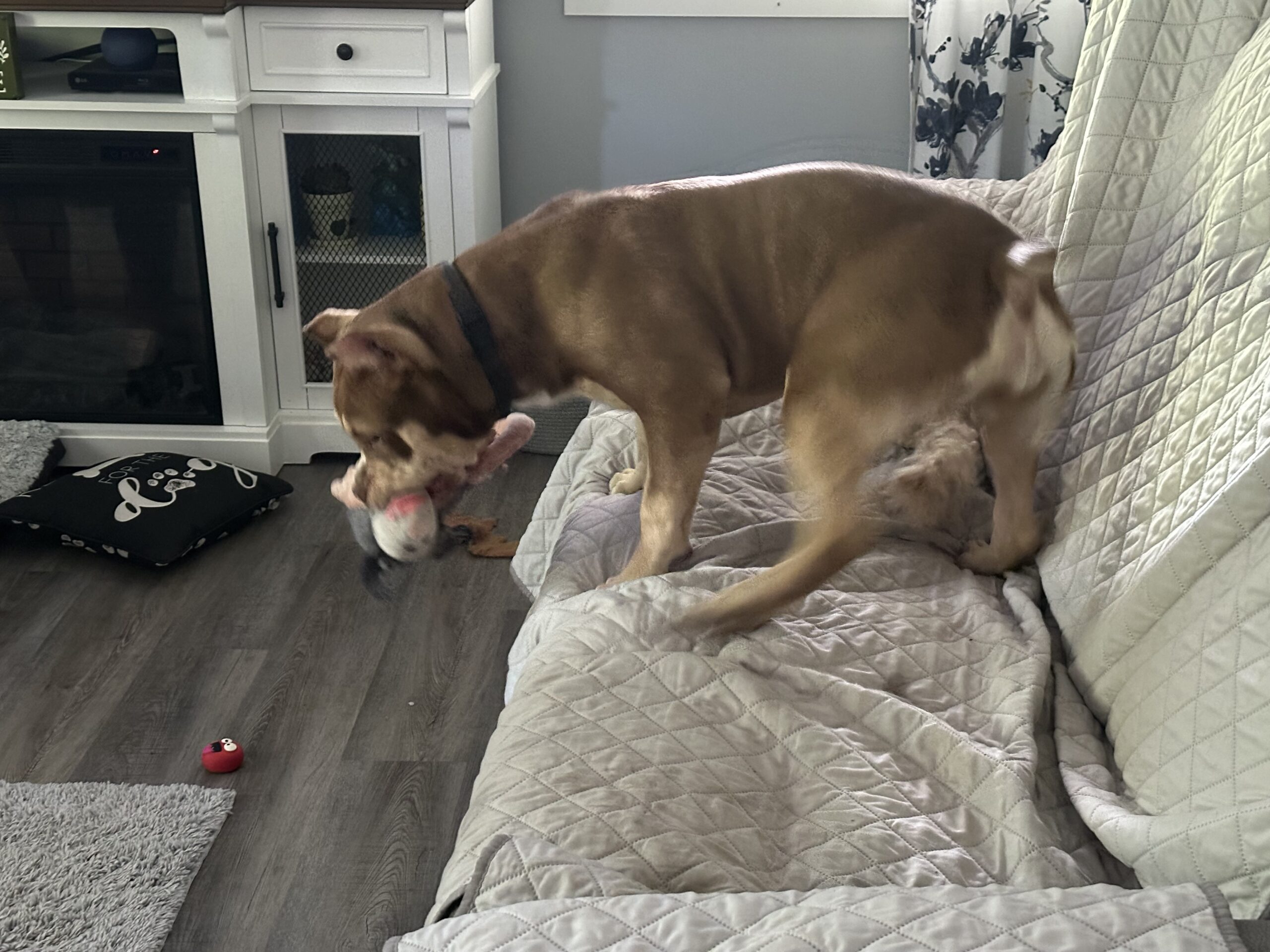 Dog Featured Image