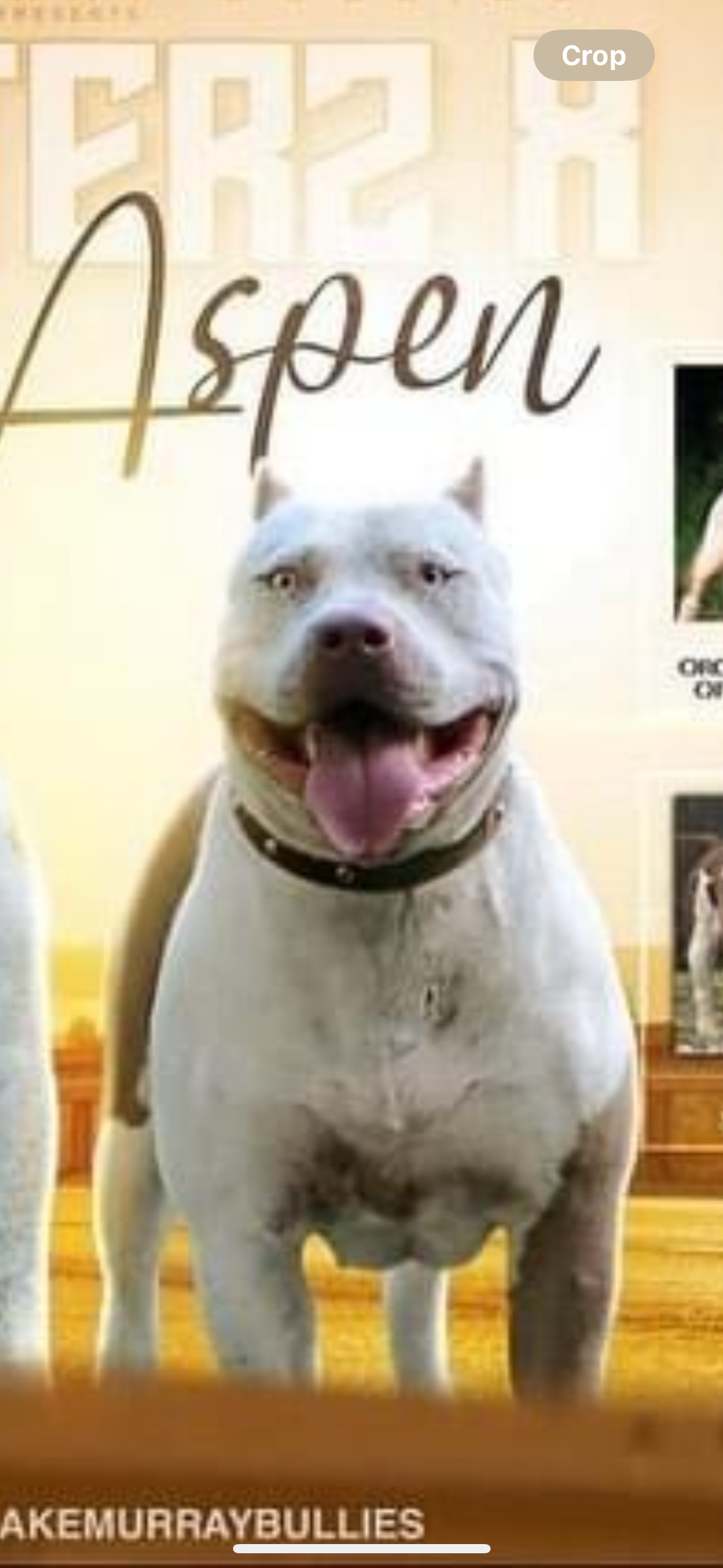 Dog Featured Image