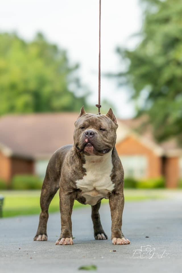 Dog Featured Image
