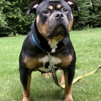 Dog Featured Image