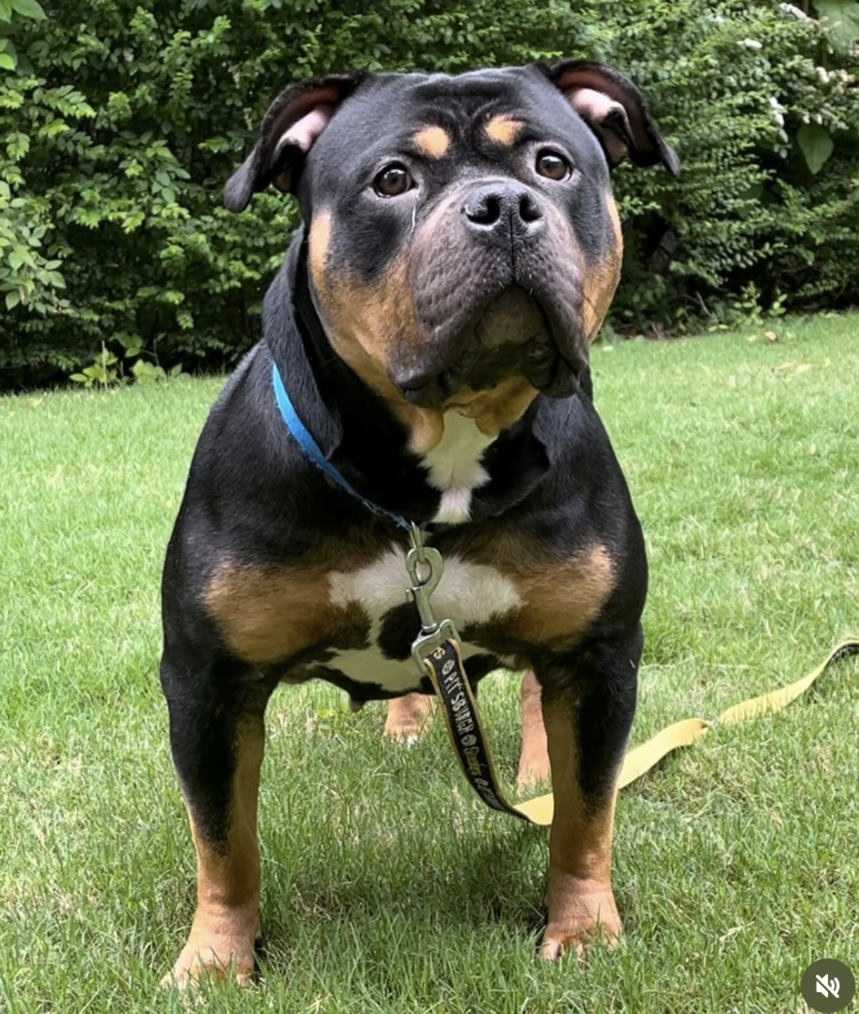Dog Featured Image