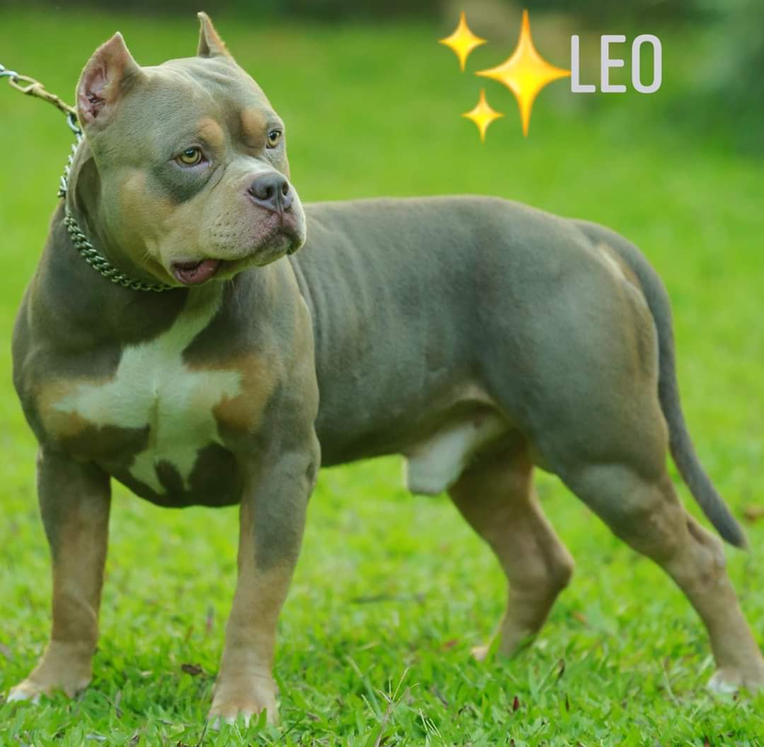 Dog Featured Image
