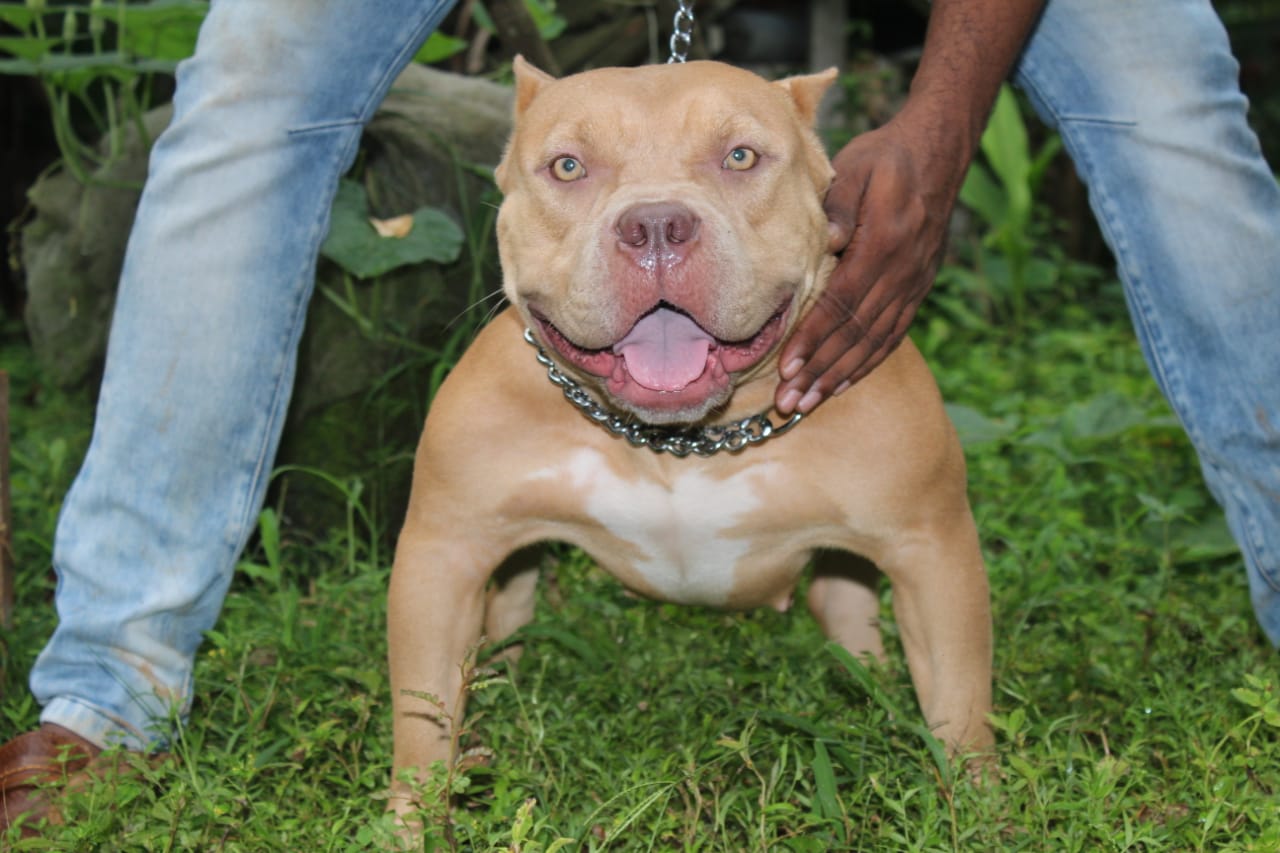 Dog Featured Image