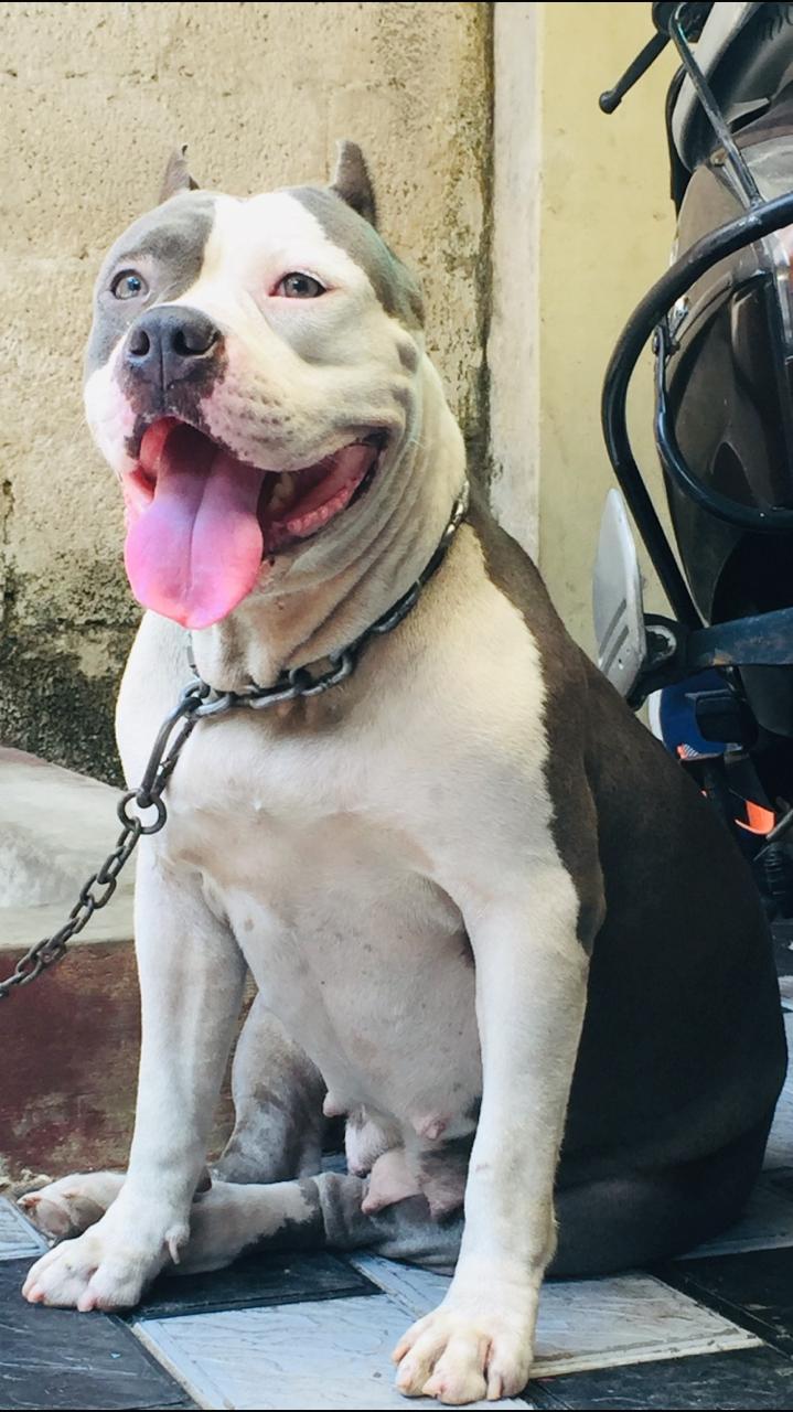 Dog Featured Image