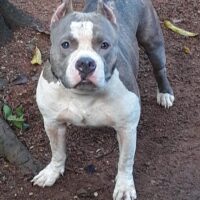 Dog Featured Image