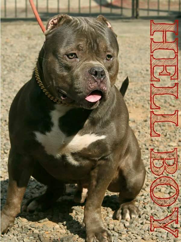 Dog Featured Image