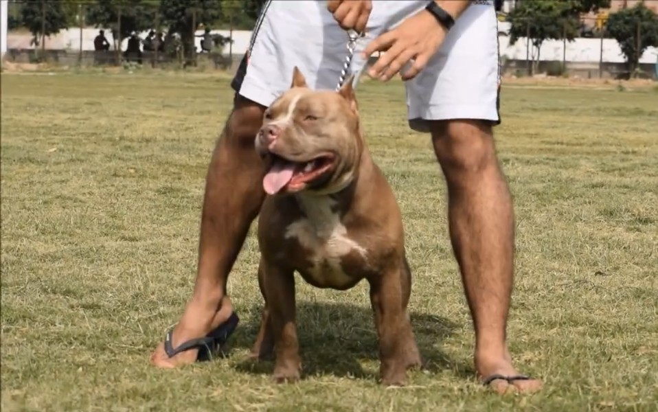 Dog Featured Image