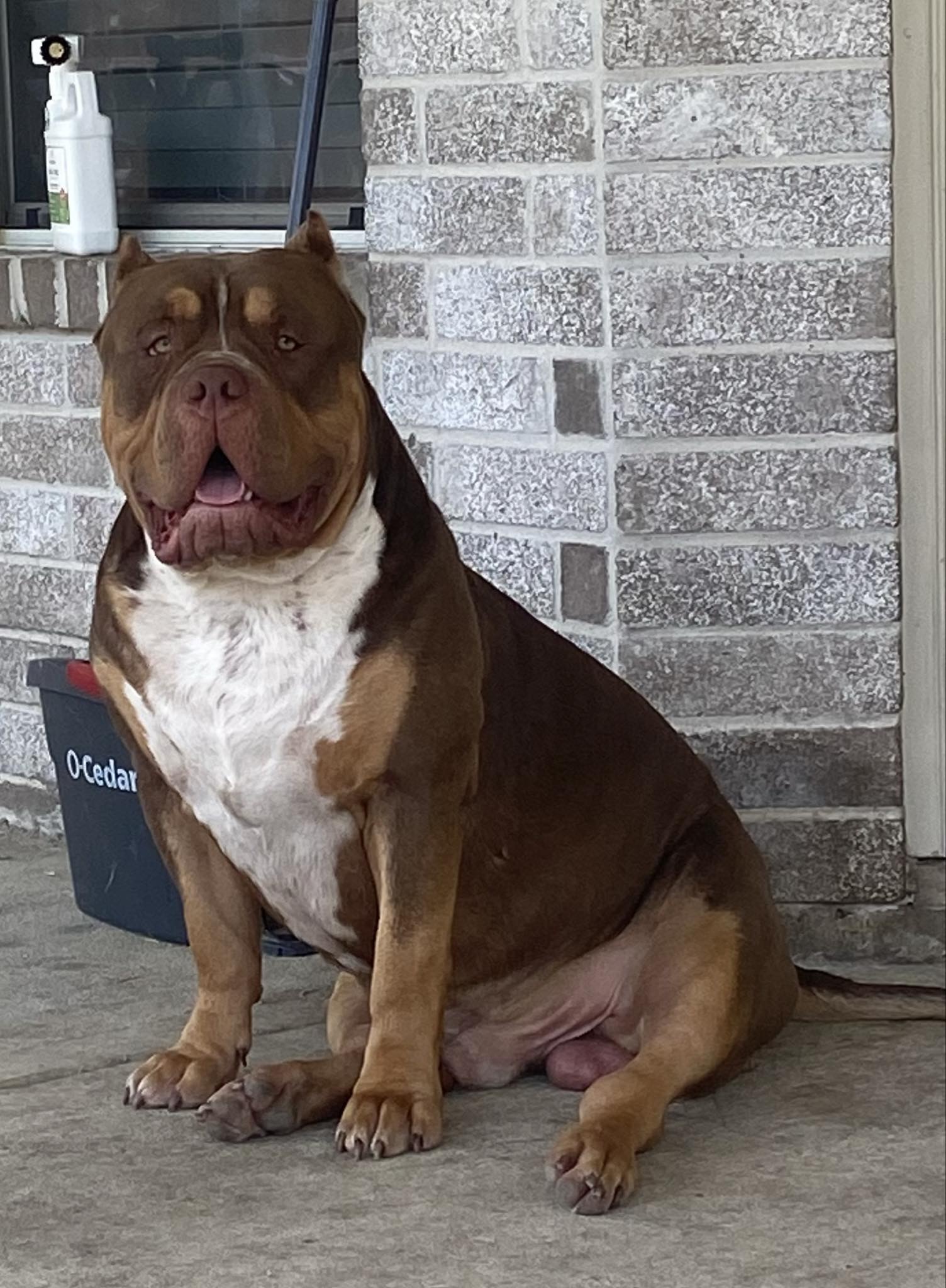 Dog Featured Image