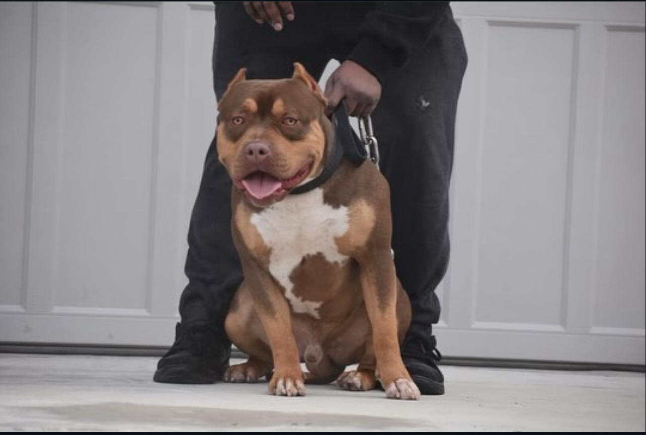 Dog Featured Image