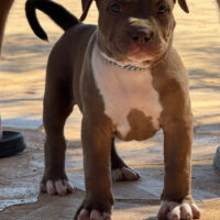 Dog Featured Image