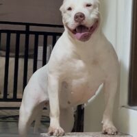 Dog Featured Image