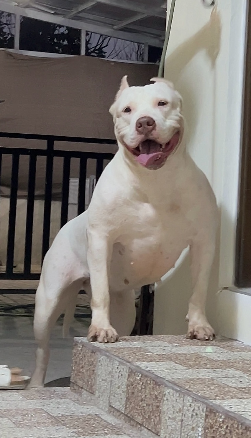 Dog Featured Image