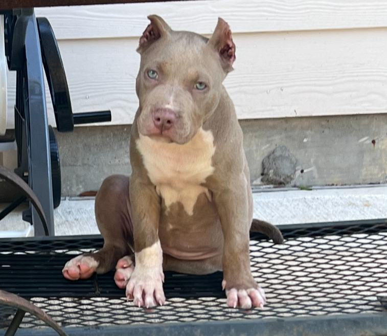 Dog Featured Image