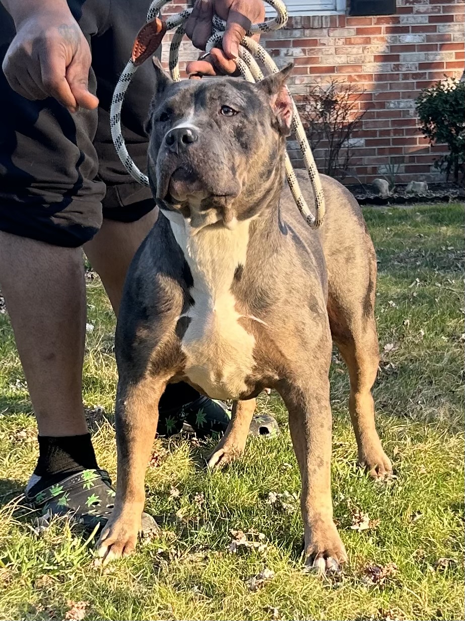 Dog Featured Image