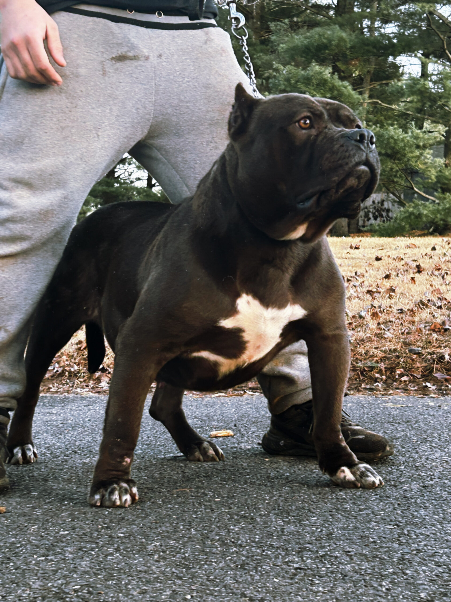 Dog Featured Image