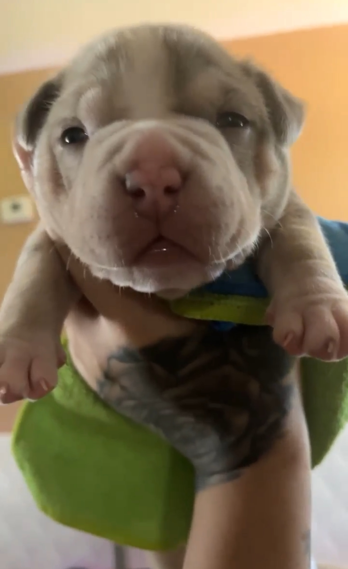 Dog Featured Image