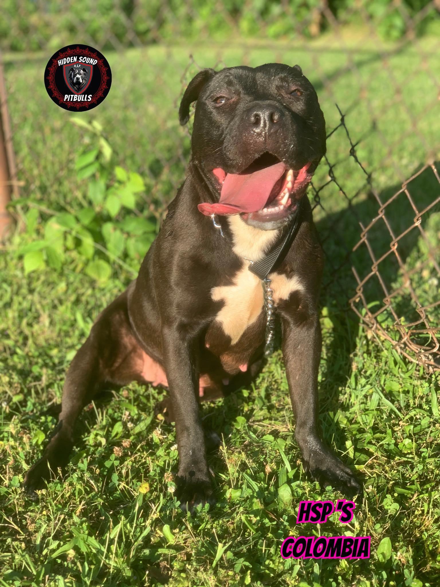 Dog Featured Image