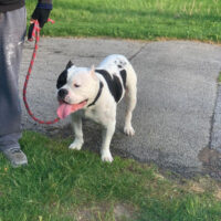 Dog Featured Image