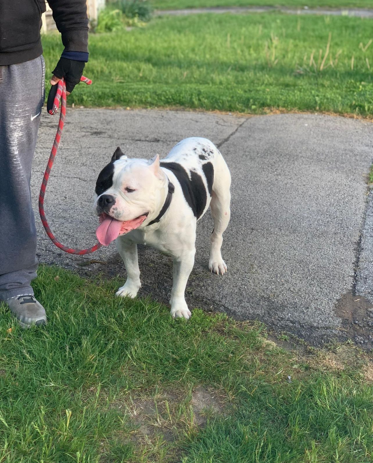 Dog Featured Image