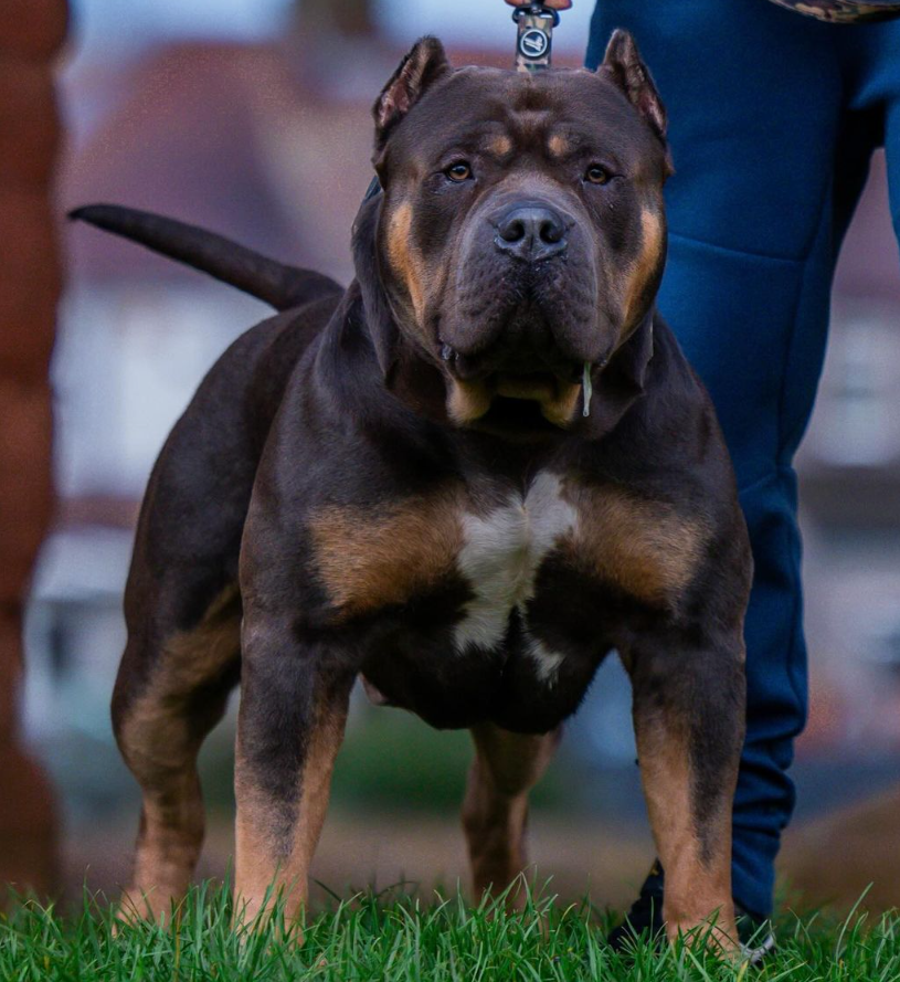 Dog Featured Image