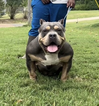 Dog Featured Image