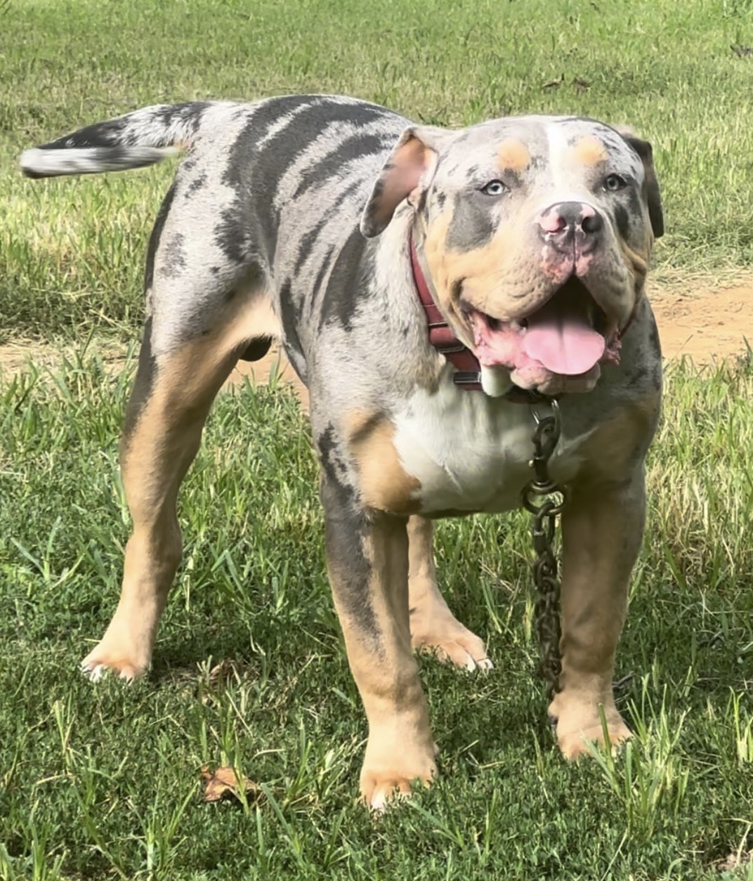 Dog Featured Image